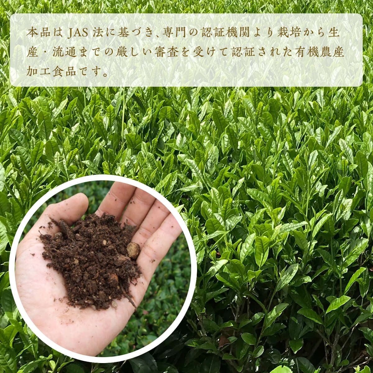 地の和 オーガニック掛川茶 100g | 茶の庭オンラインショップ